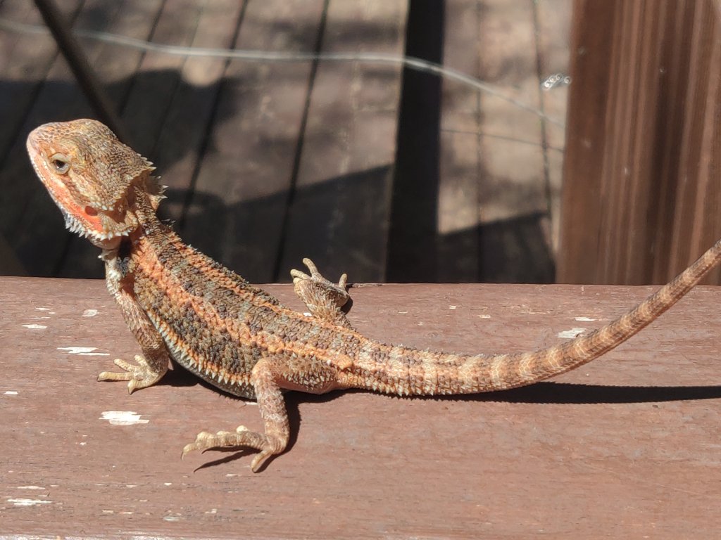 "Oscar" my baby beardie