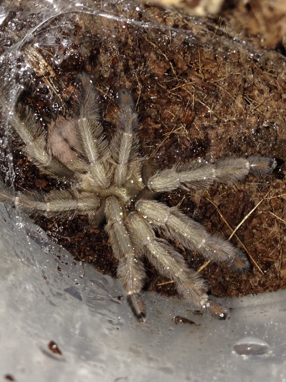 P. cambridgei Freshly Molted Unsexed