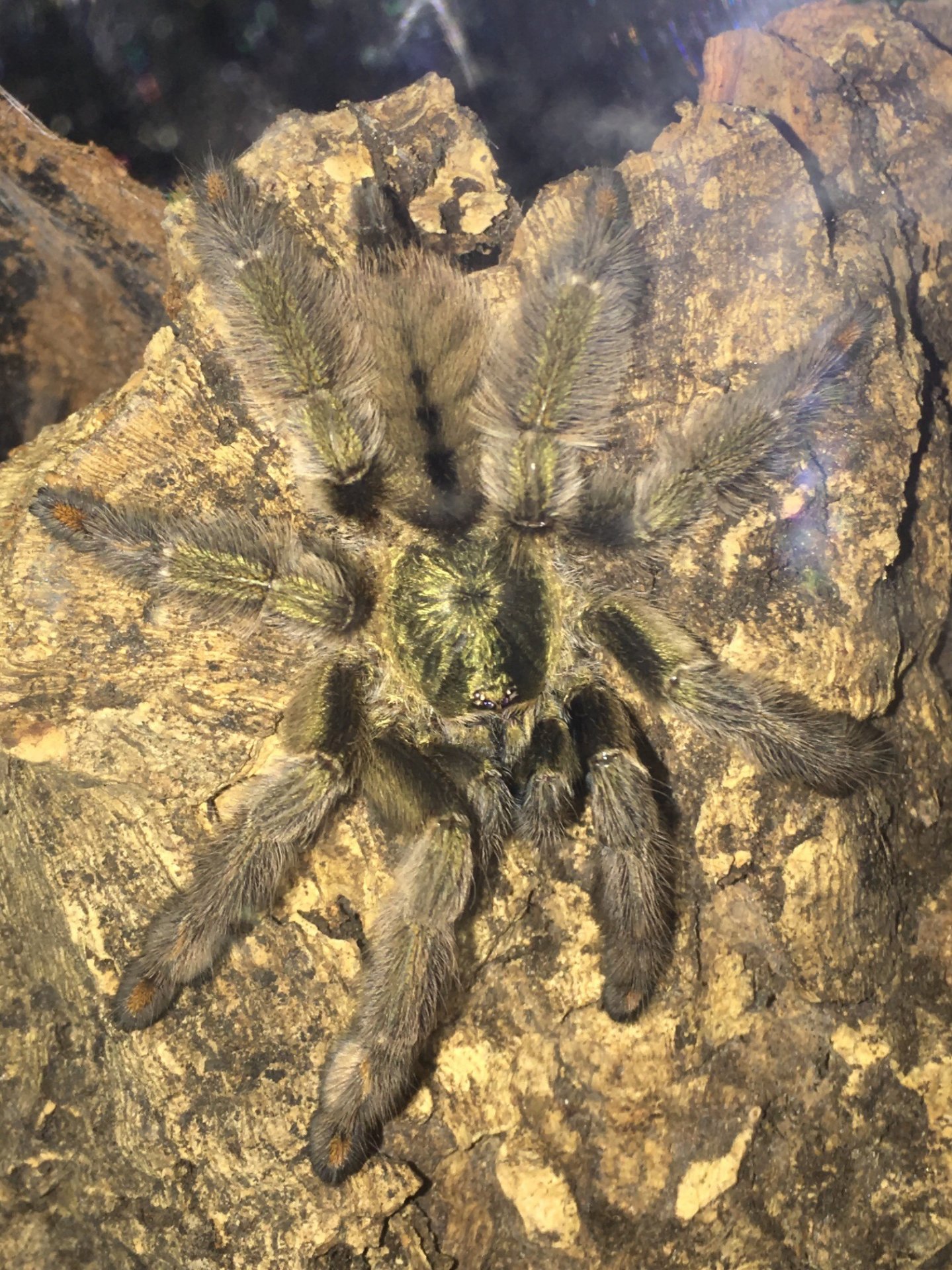 P. cambridgei