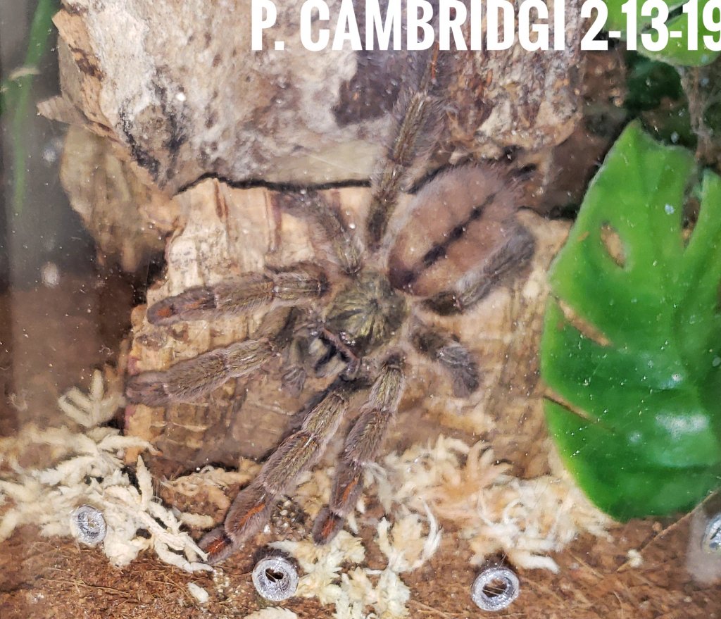 P. Cambridgei