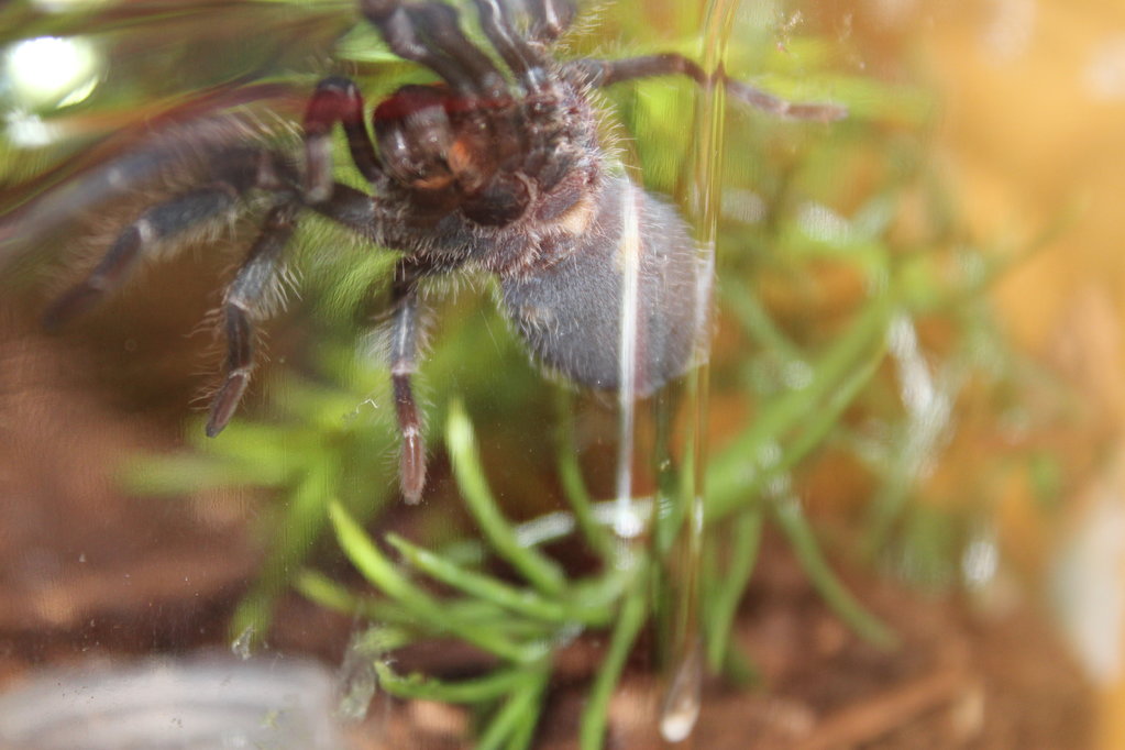 P.Cancerides Underside