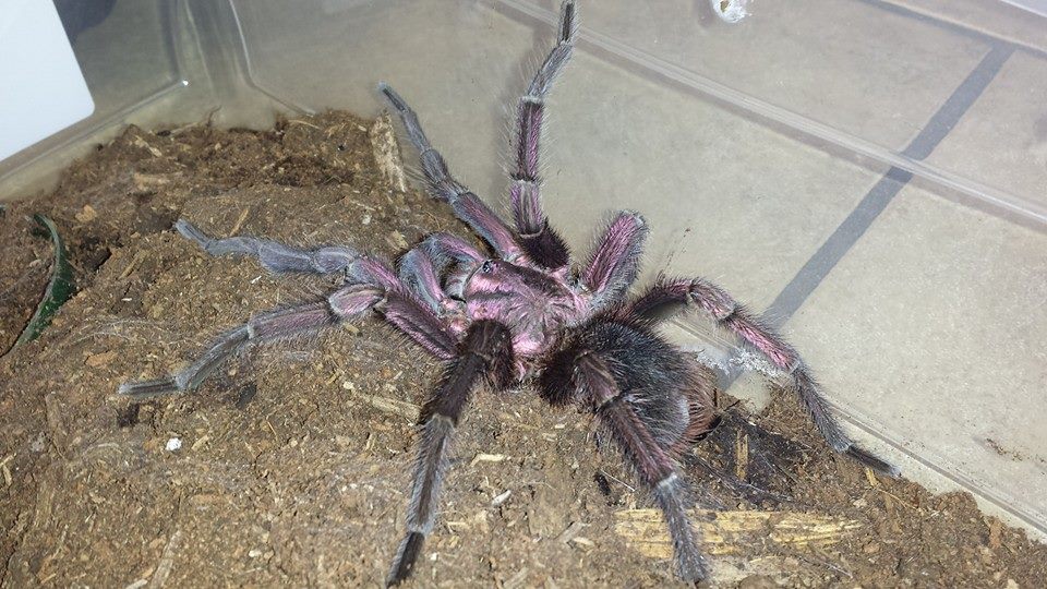 P. Cancerides