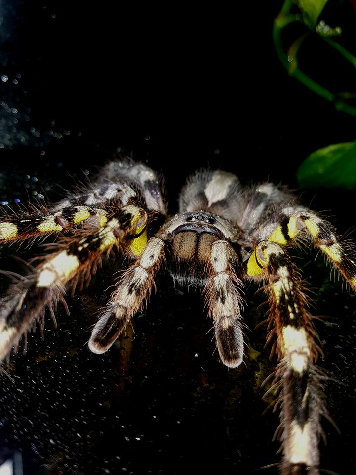 P. fasciata Female 3