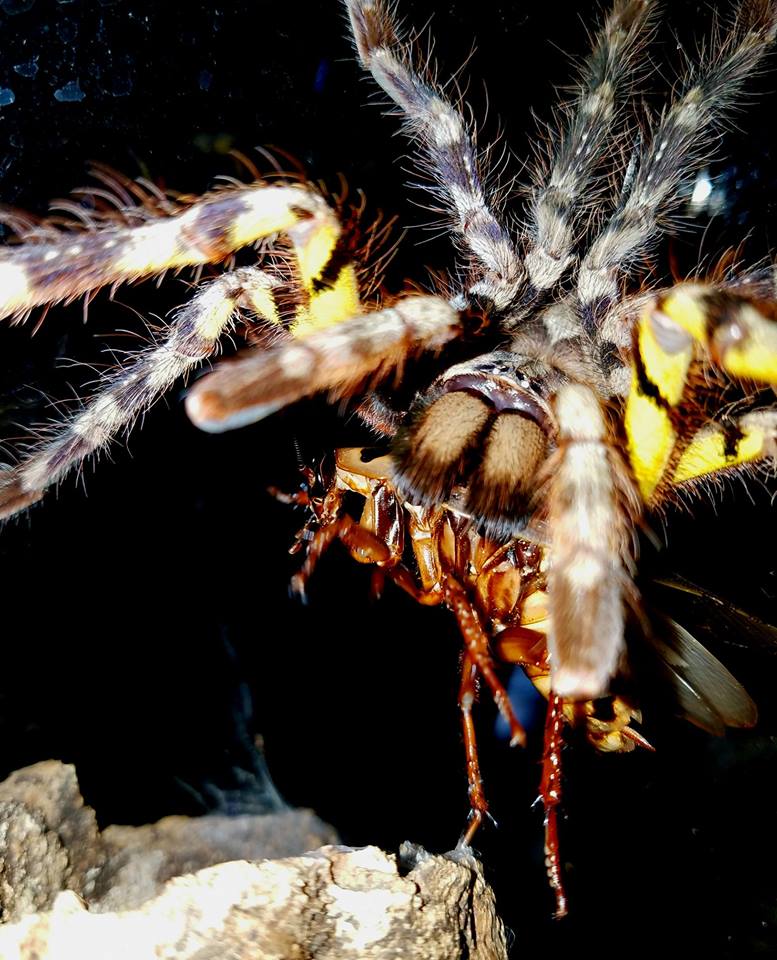 P. fasciata Female