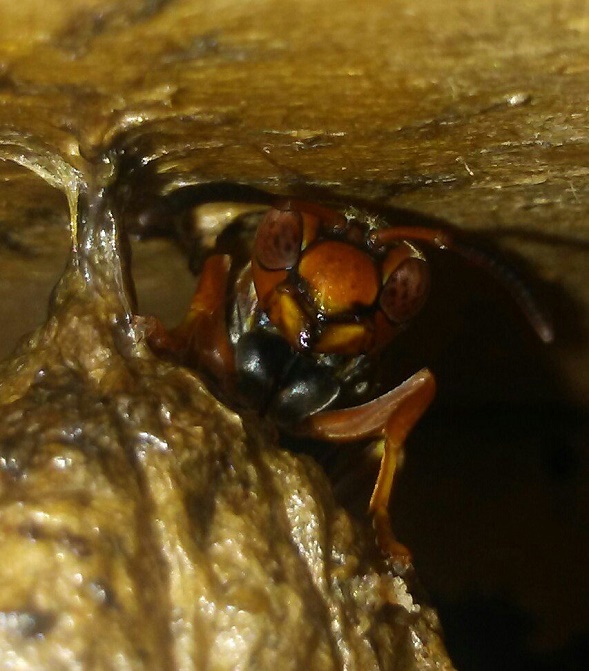 P. fuscatus queen