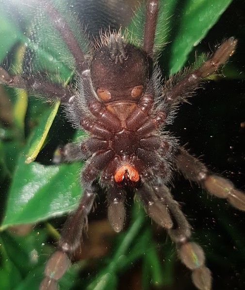 P. irminia juvenile