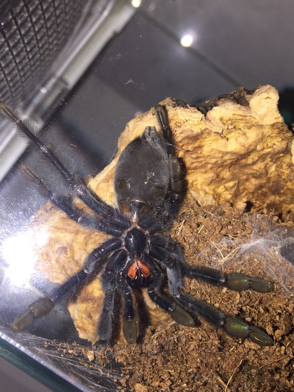 P.irminia M or F?