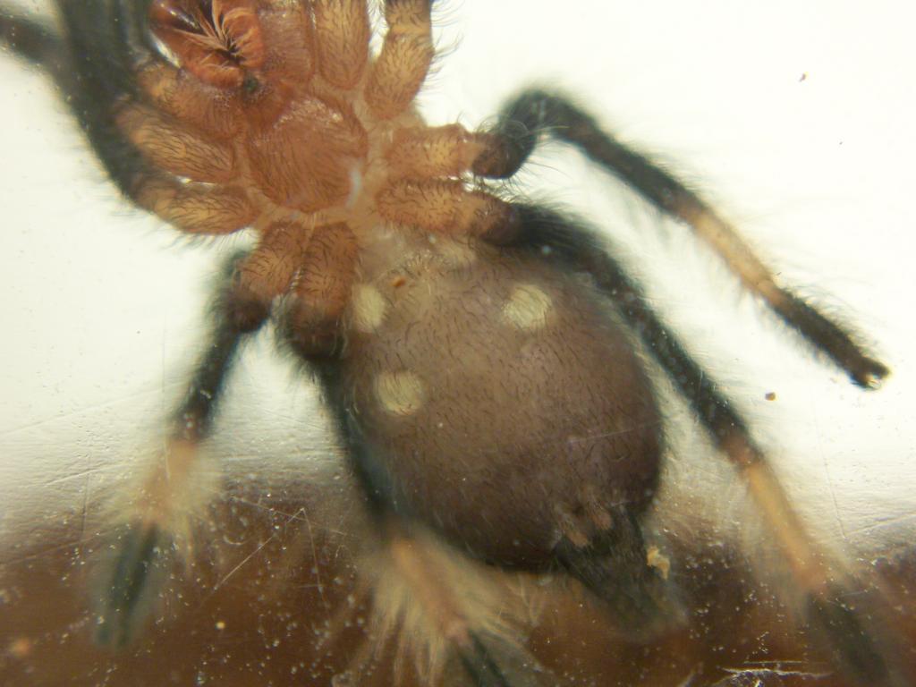 P. irminia (Sling #1)