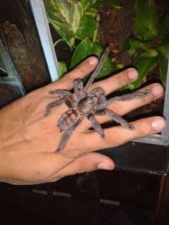 P. irminia