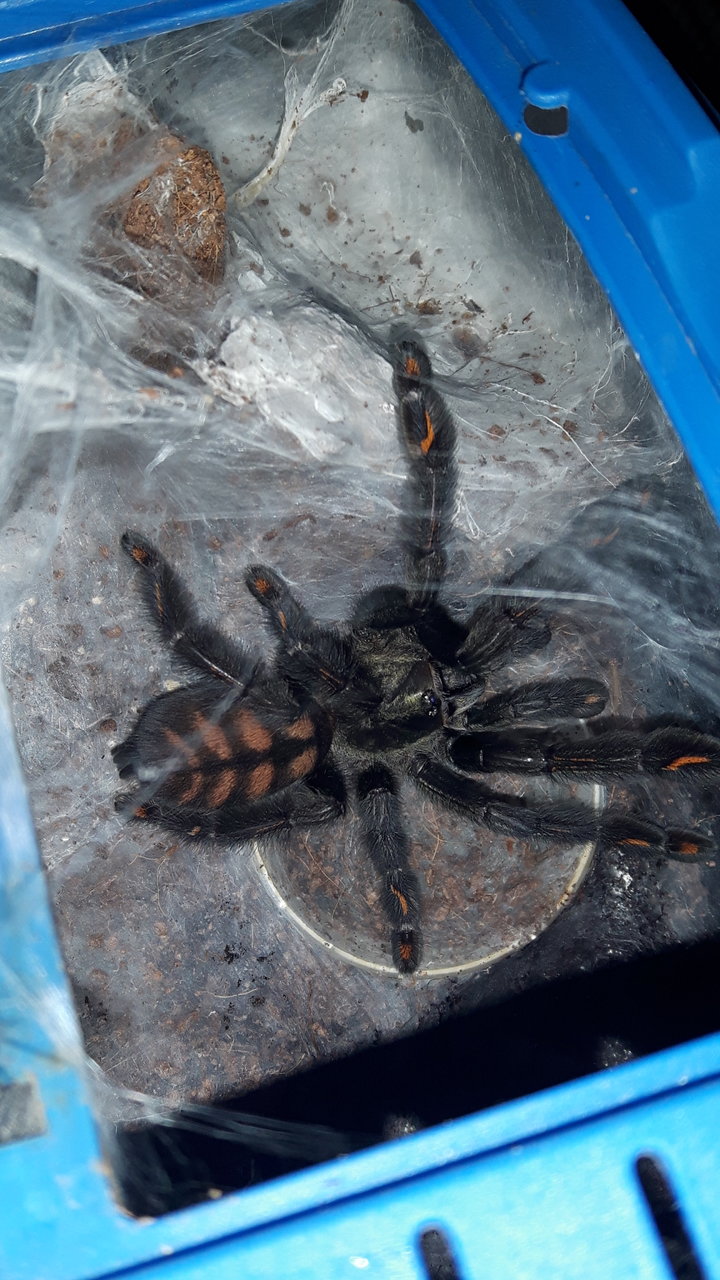 P.irminia