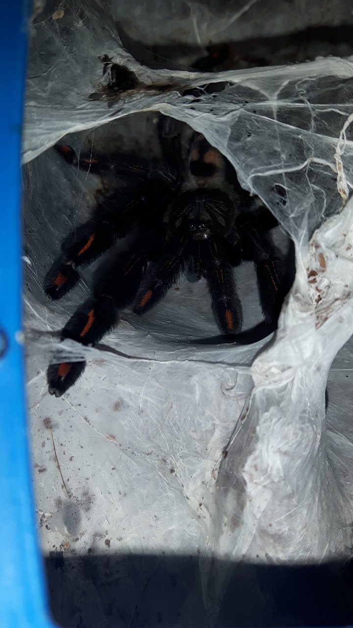 P.irminia