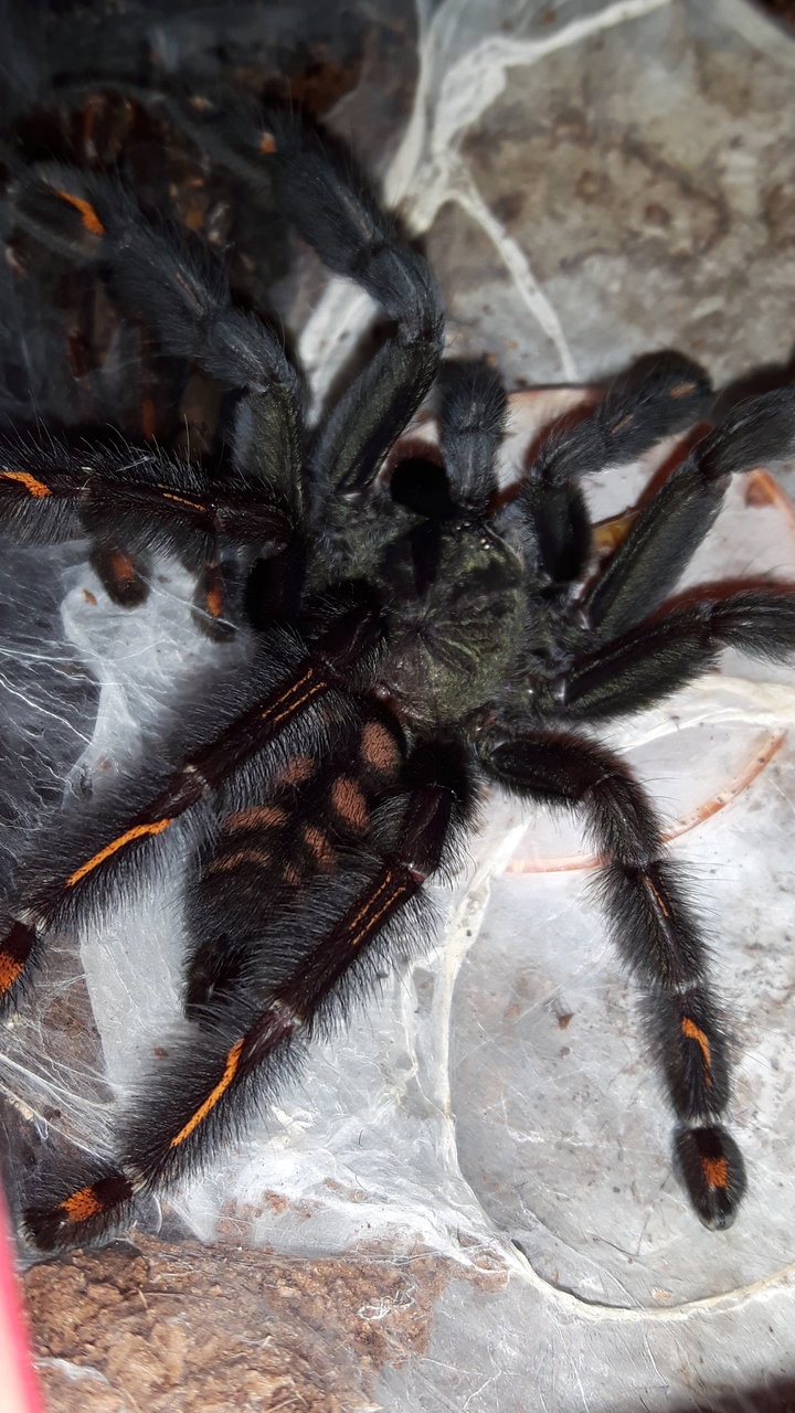 P.irminia