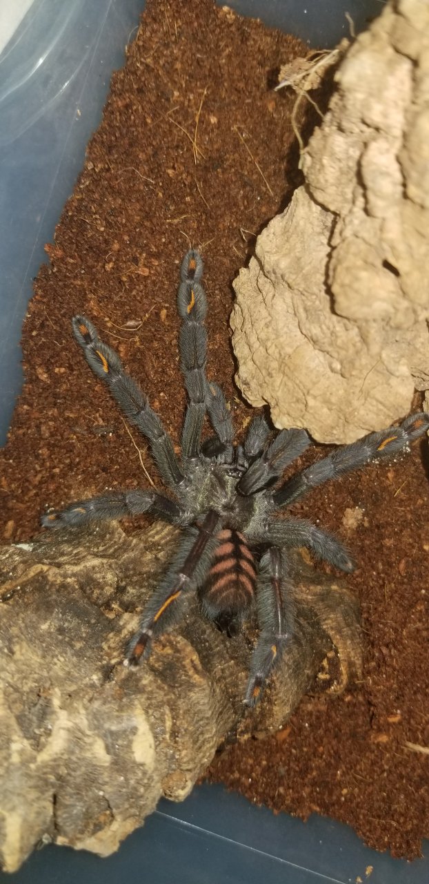 P. Irminia