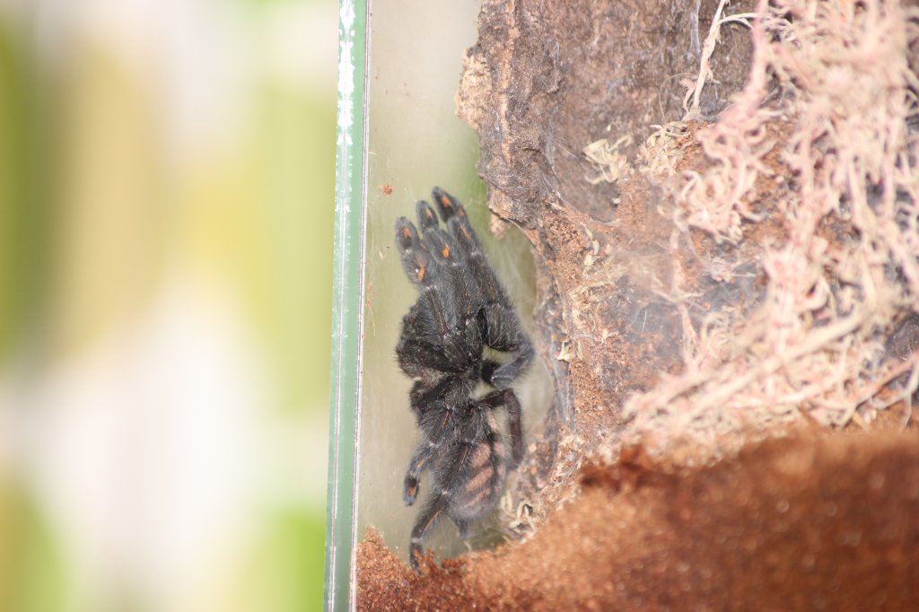 P.irminia