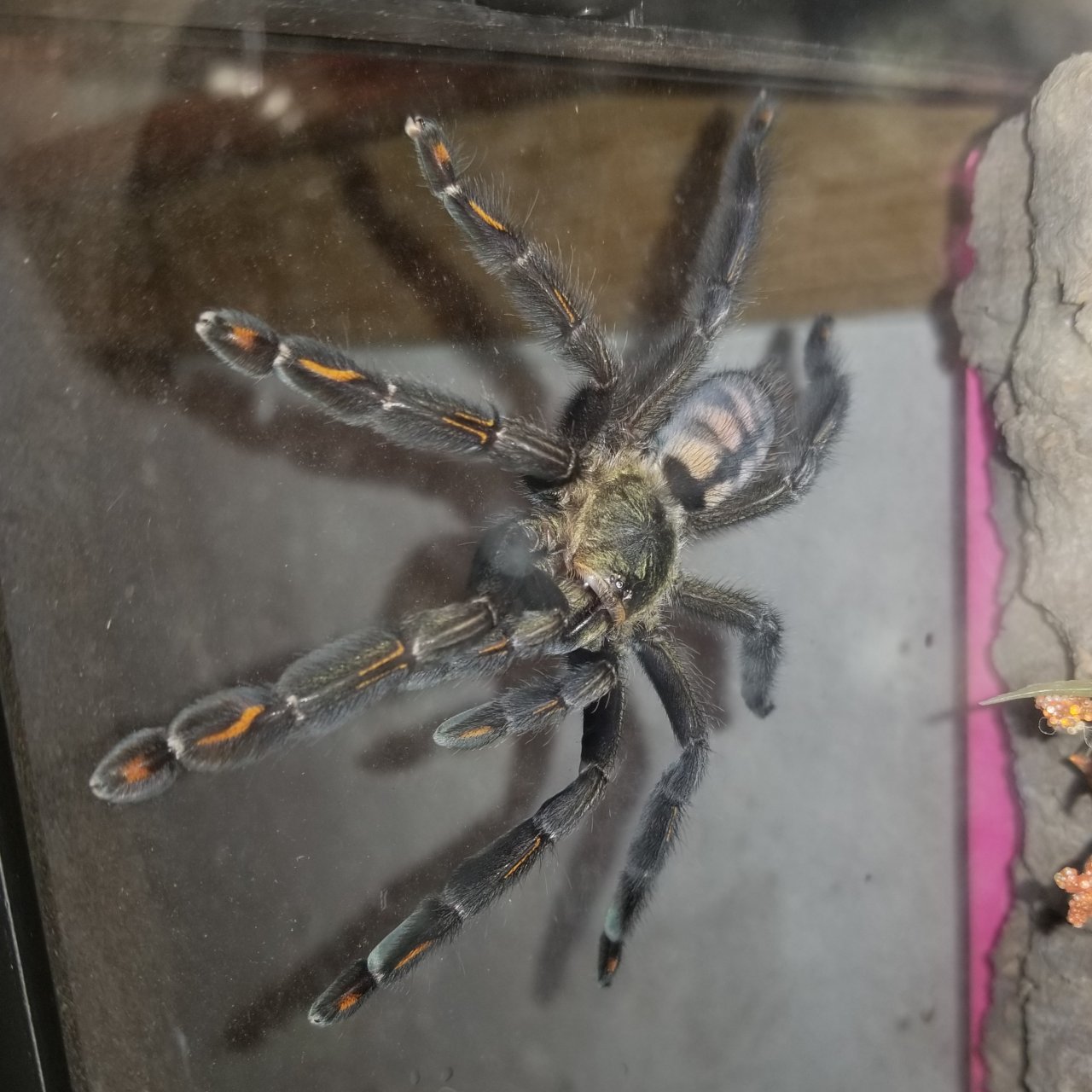 P. irminia