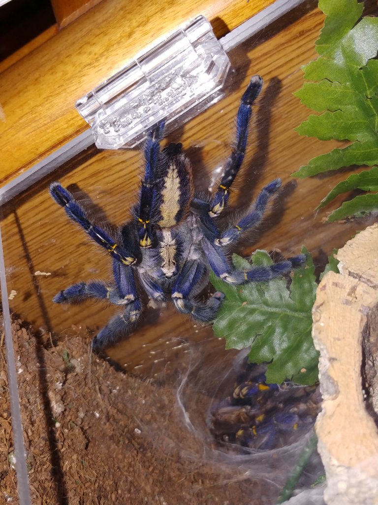 p metallica, fresh molt