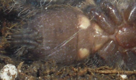 P.metallica Male or Female ?