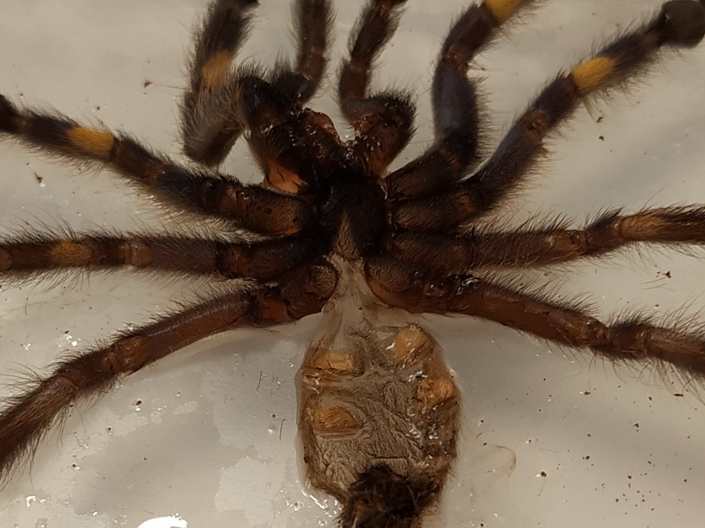 P.Metallica male or female?