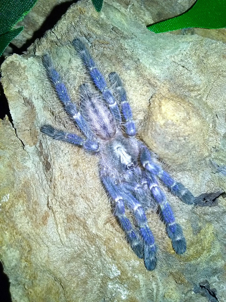 P. metallica