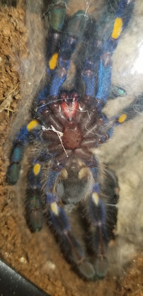 P. Metallica