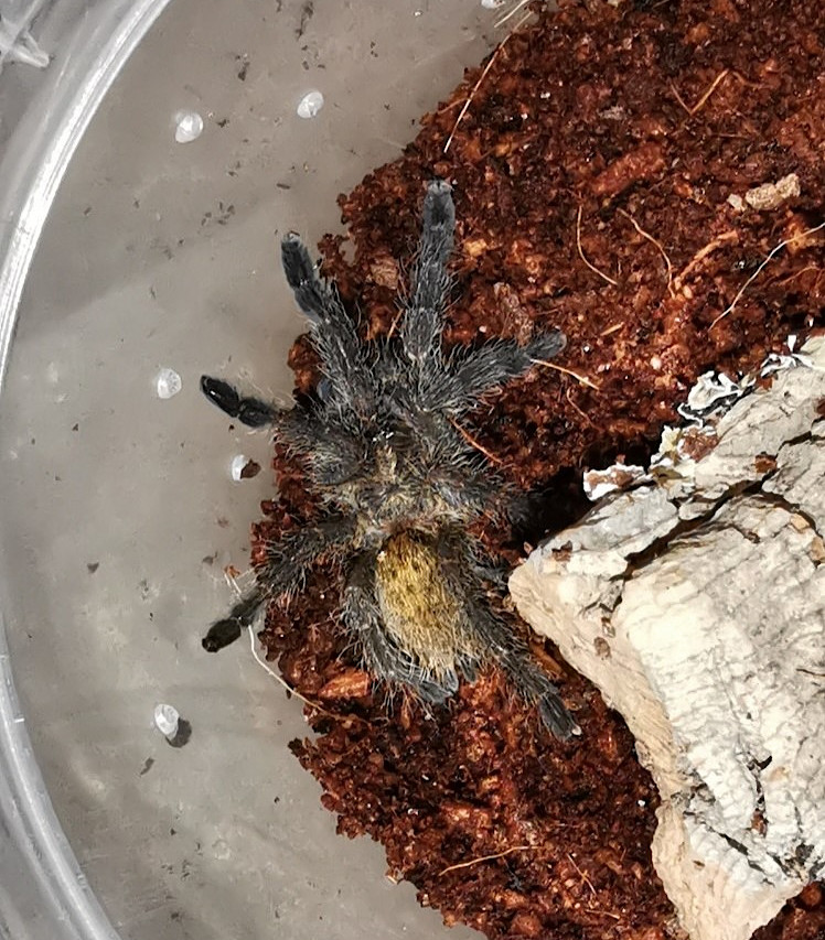 P Murinus DCF Sling