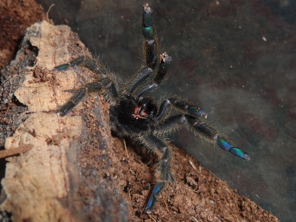 P.murinus TCF did not appreciate me refilling his water