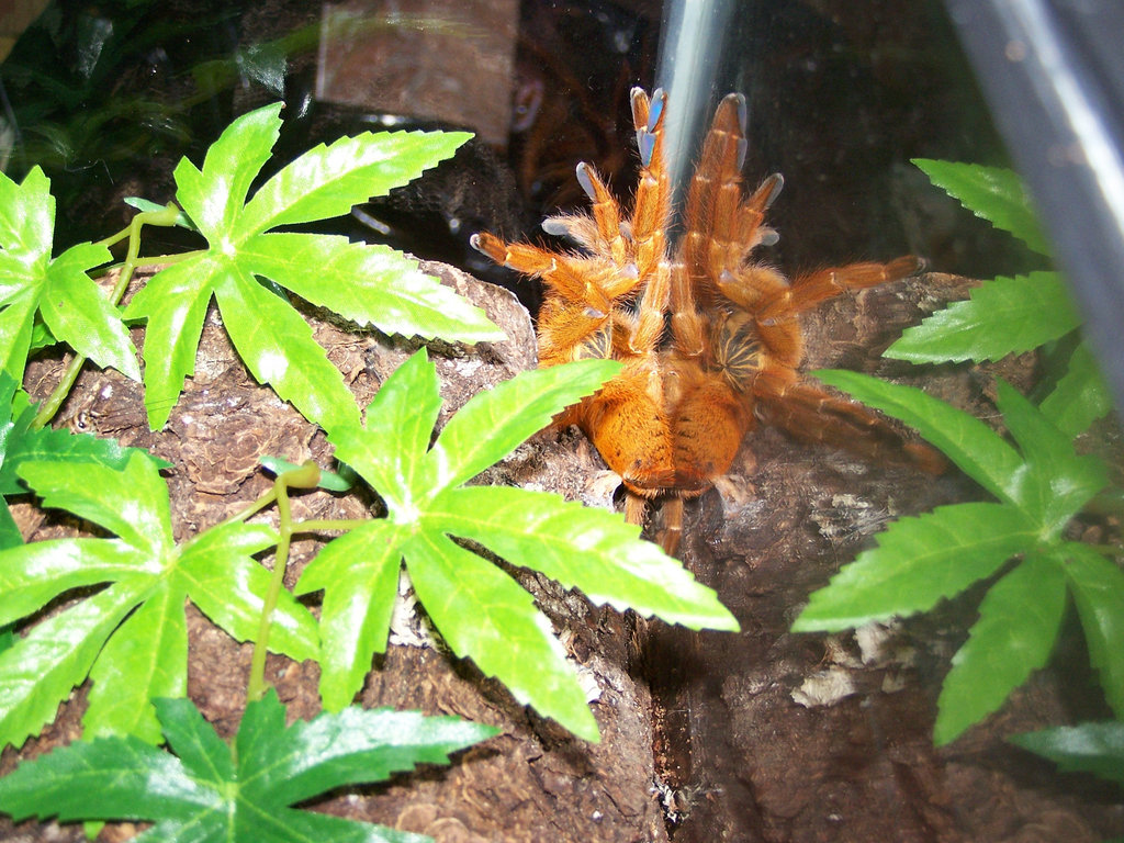 P. Murinus