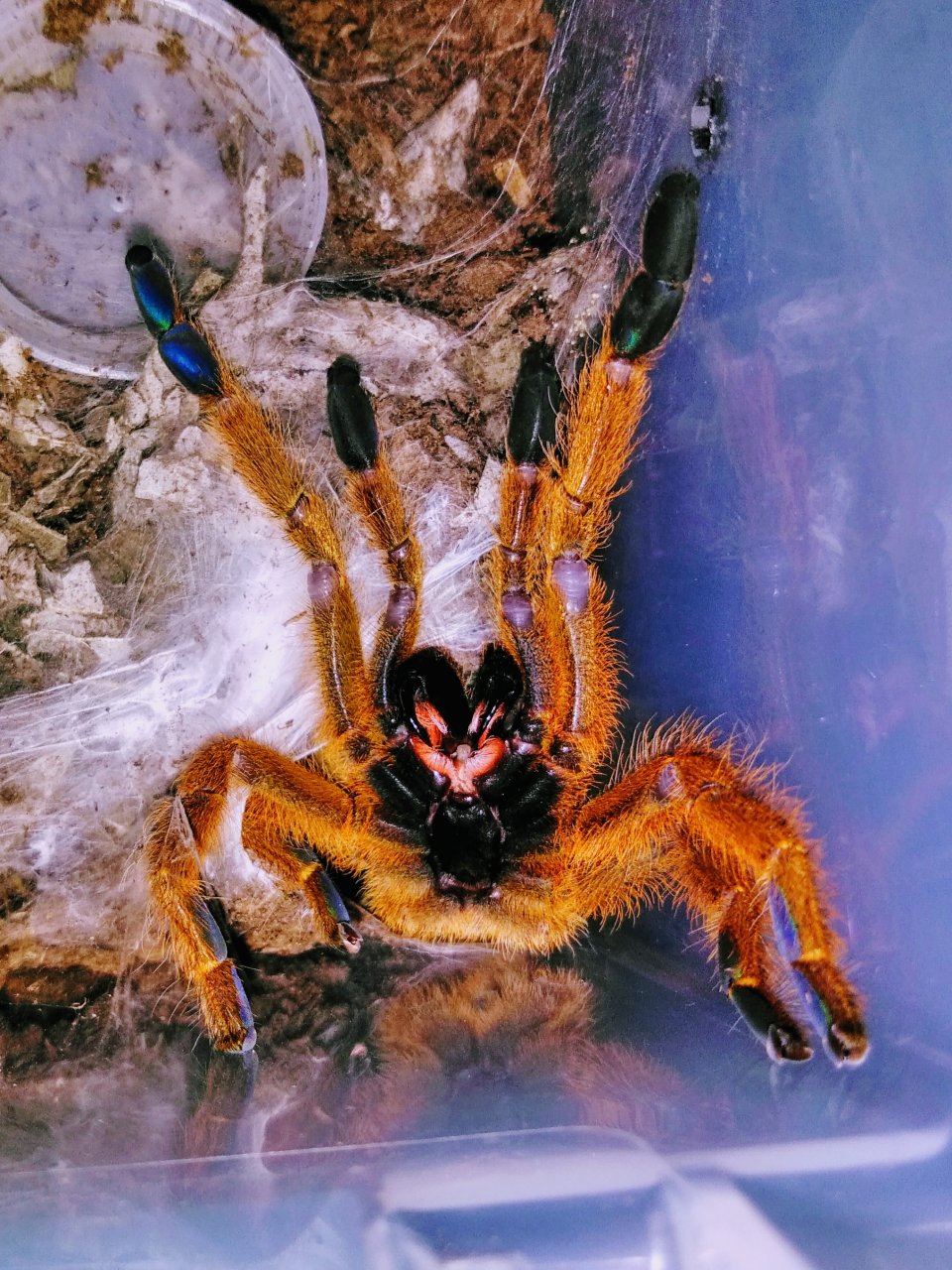 P.murinus