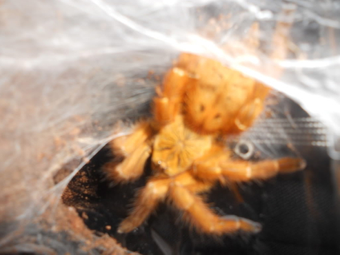 P. murinus