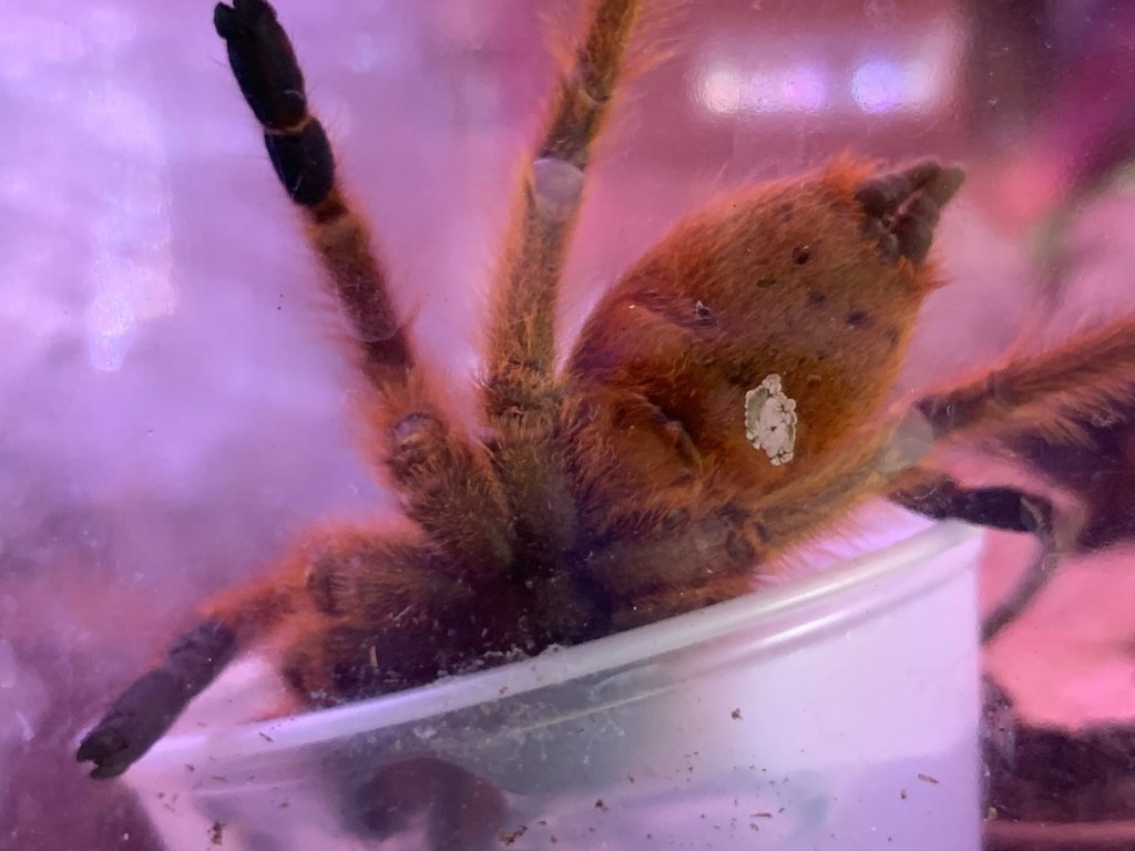 P. murinus