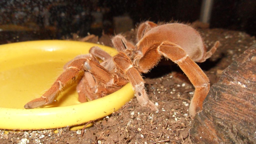 P. Muticus/C. Crawshayi Drinking