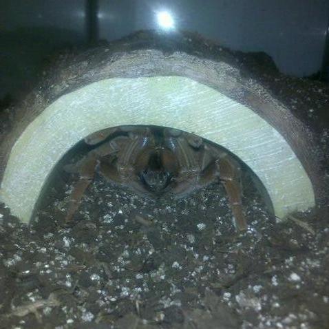 P. Muticus/C. Crawshayi