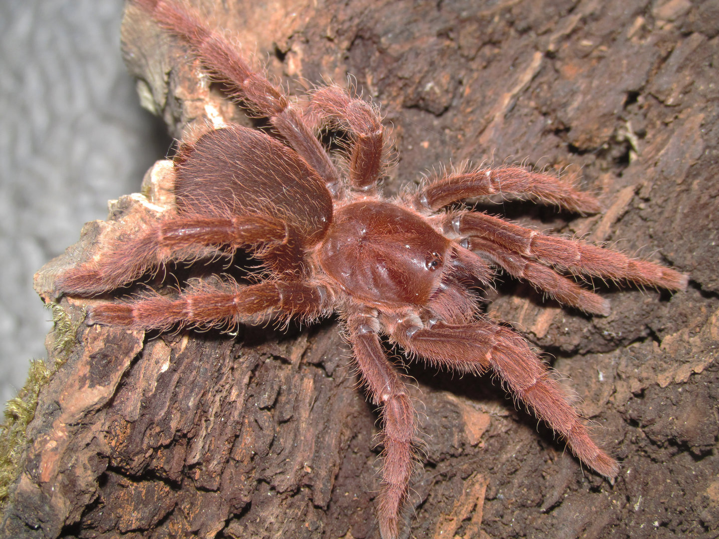 P. muticus