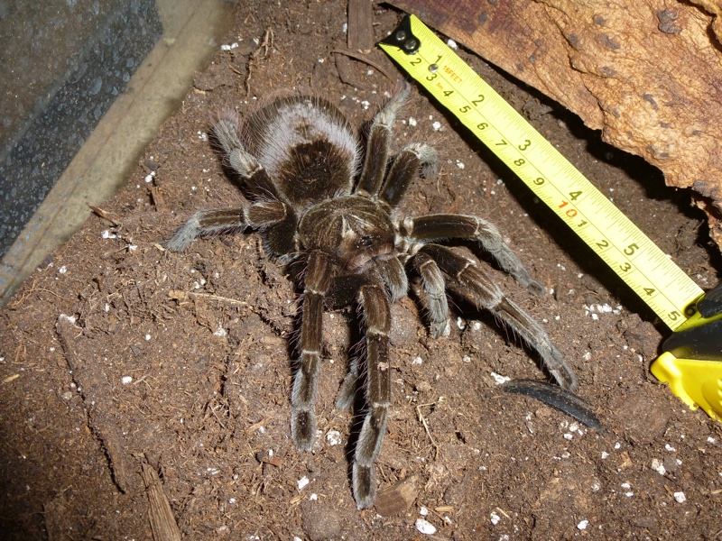 P. nigricolor (I think?)