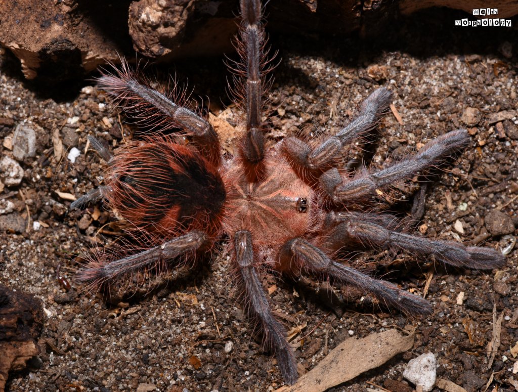 P. Nigricolor