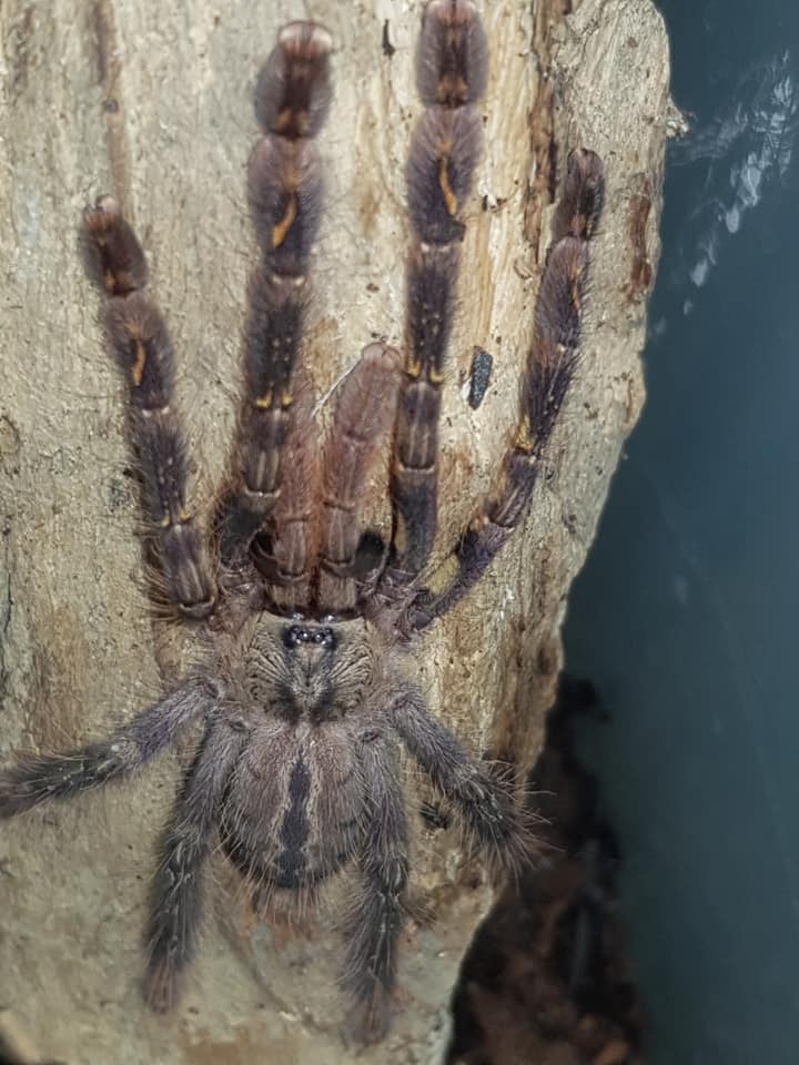 P.ornata 3" (Normal Flash, without edits) Sex me please