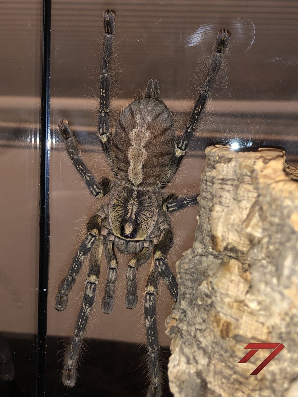 P. ornata 6.5" DLS female