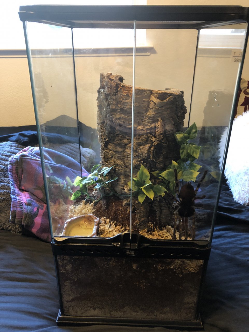 P. ornata AF enclosure