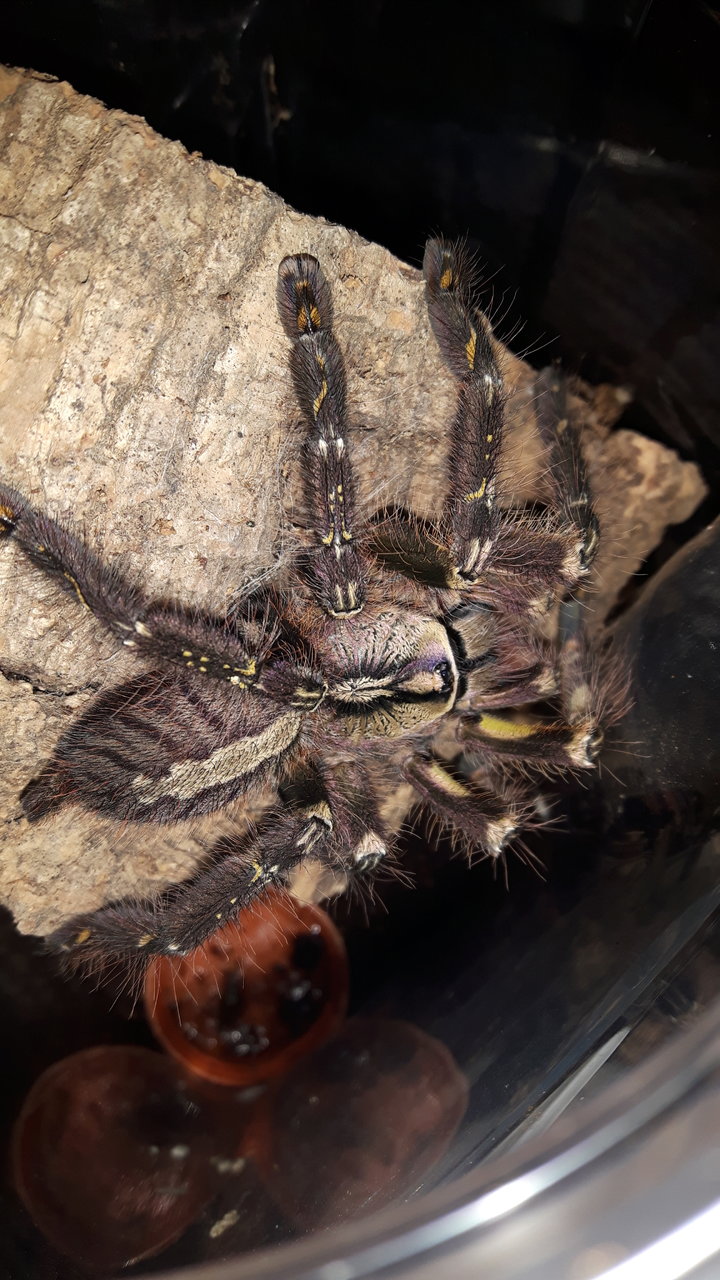 P.ornata