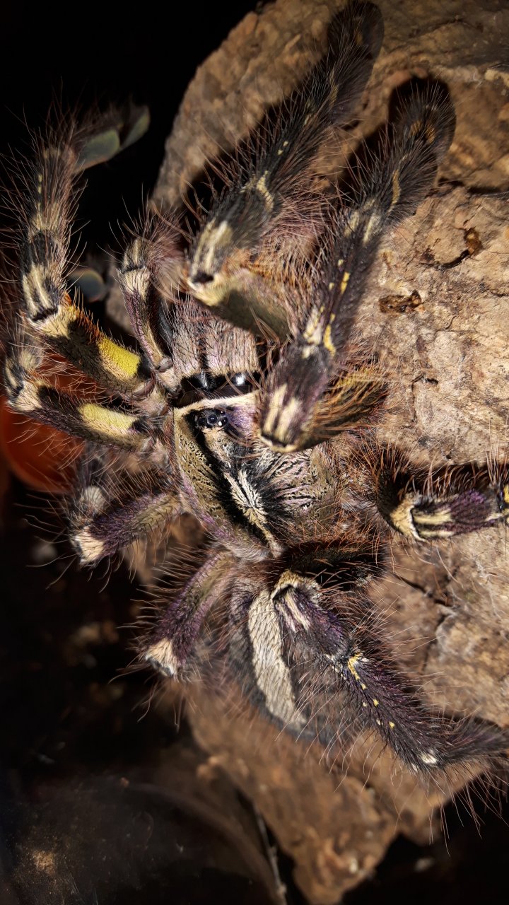 P.ornata