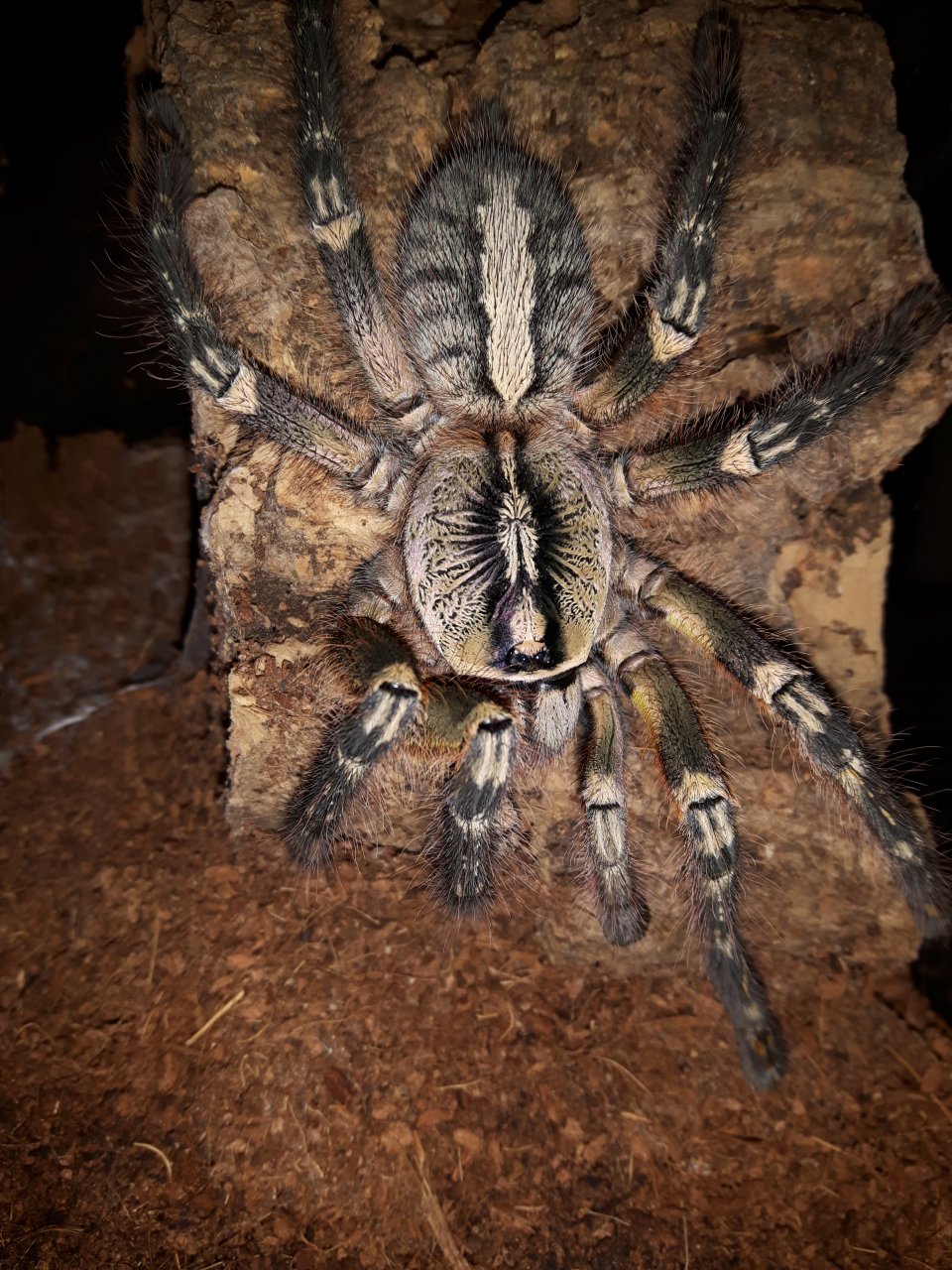 P.ornata