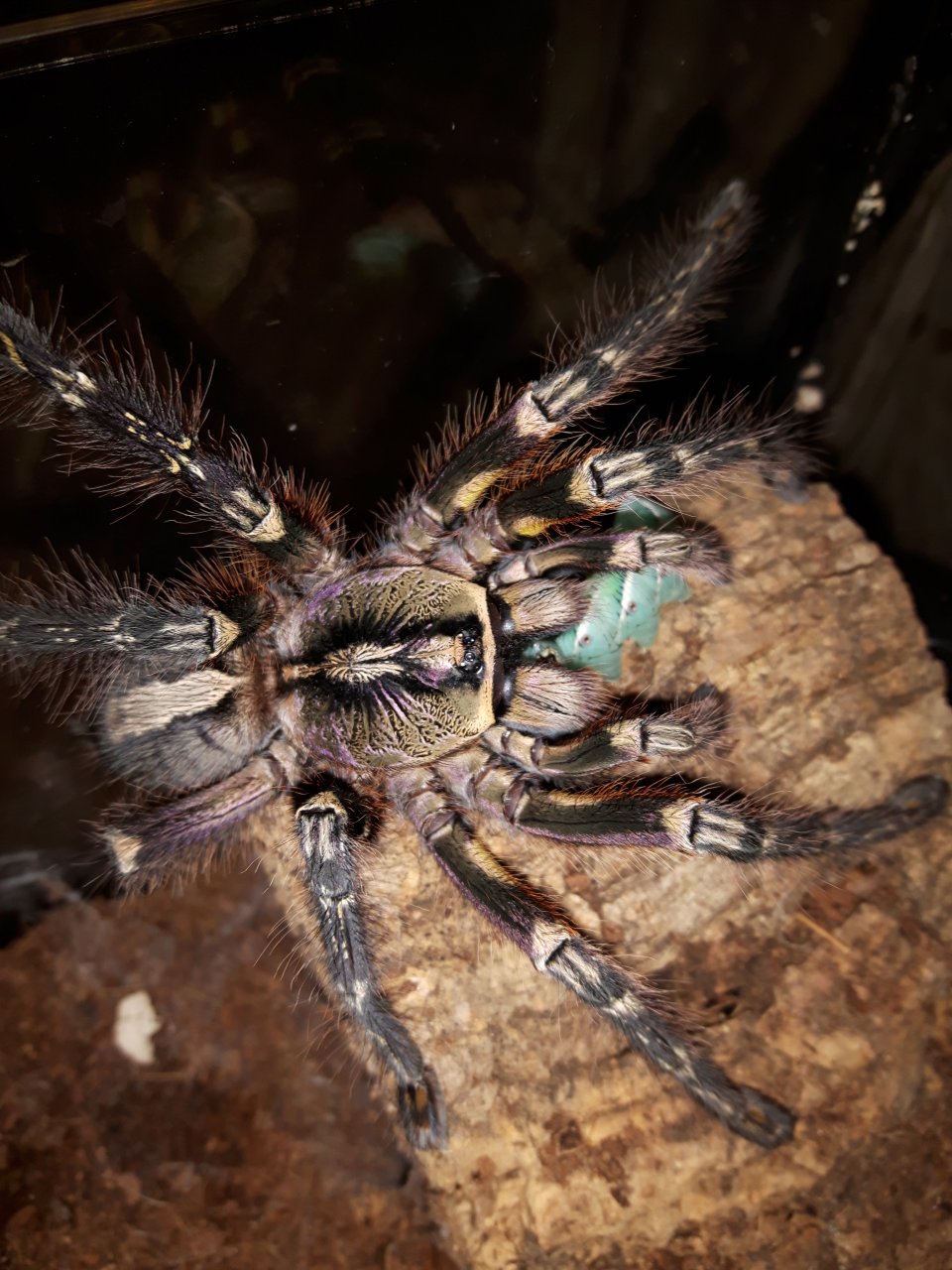 P.ornata