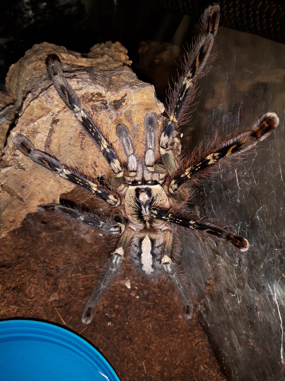 P.ornata