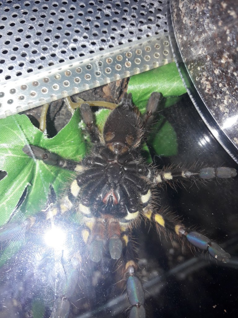 P. ornata