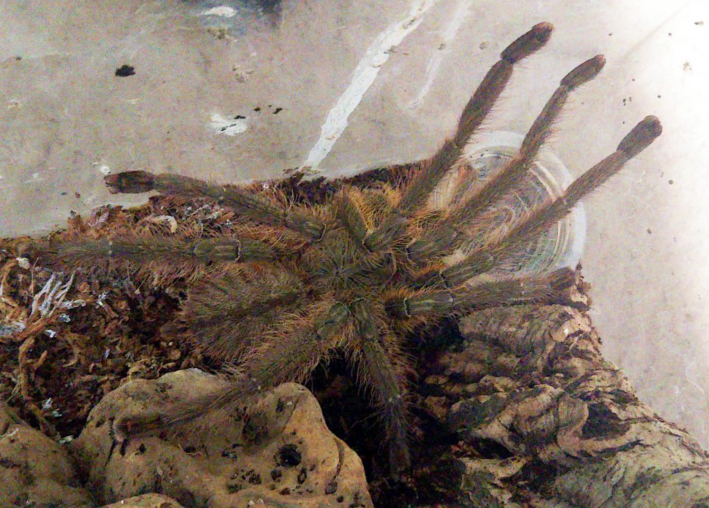 P. ornata