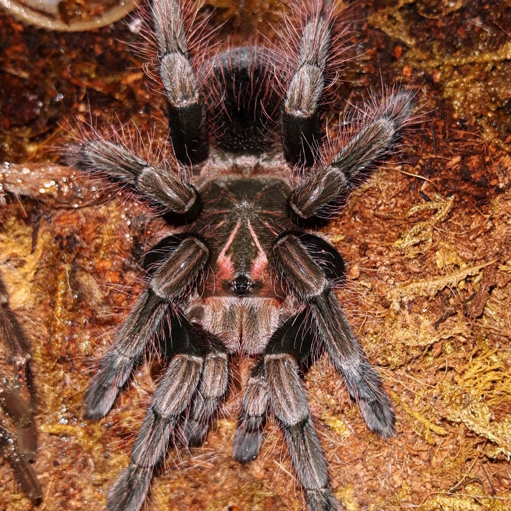 P.Platyomma freshly molted
