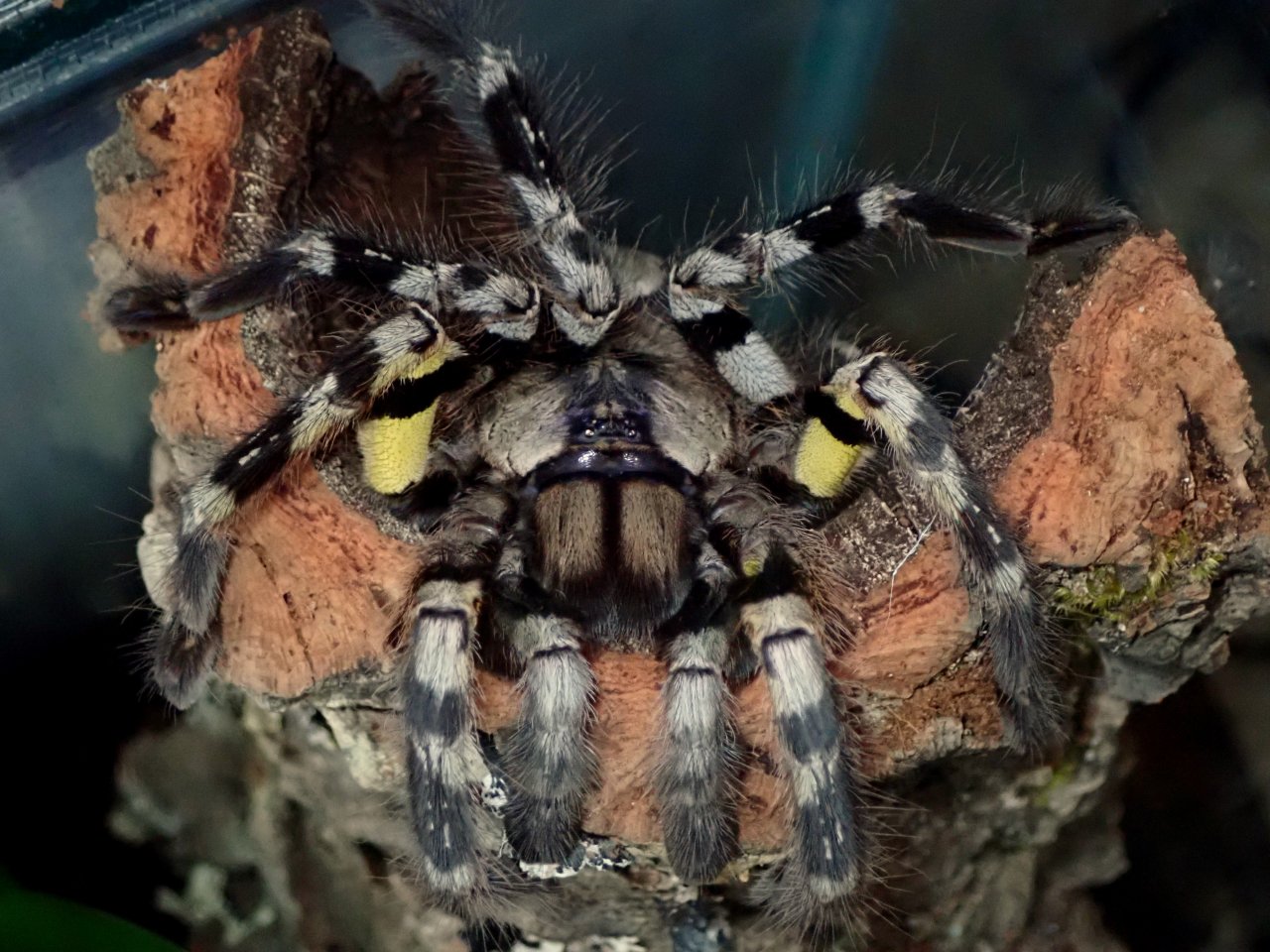 P. regalis 6 inch female.