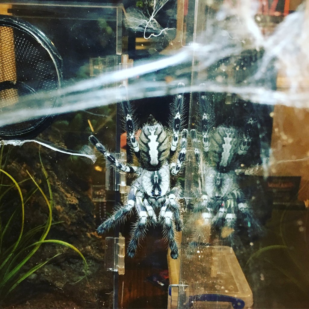 P. Regalis AF