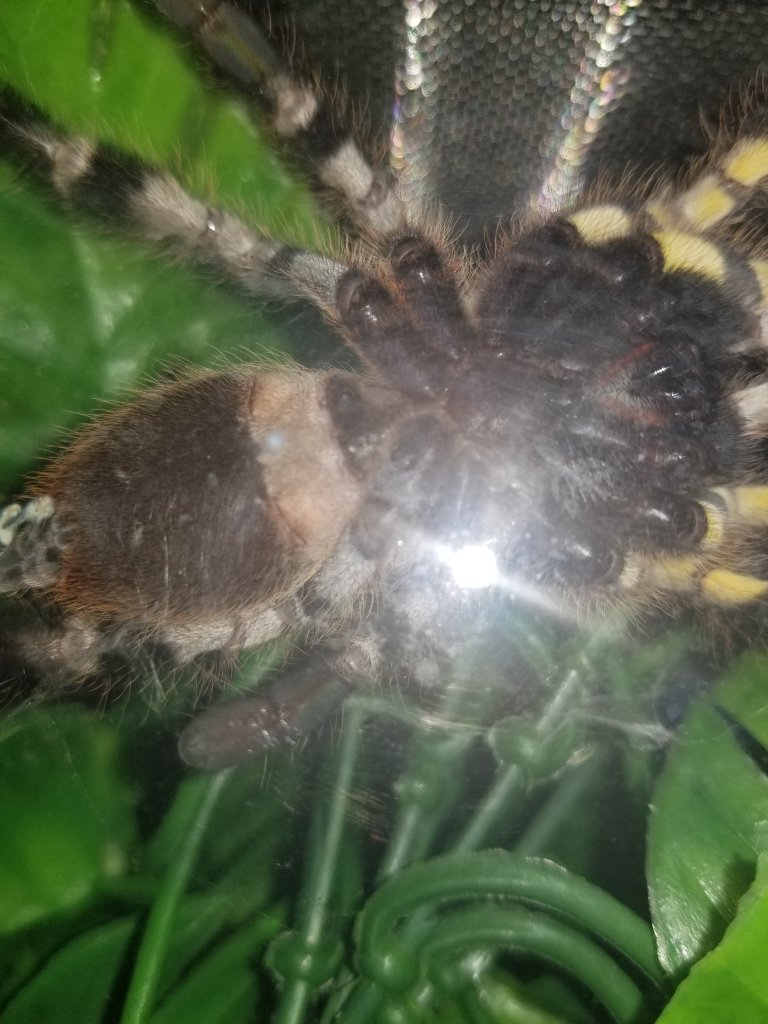 P. regalis male or female?