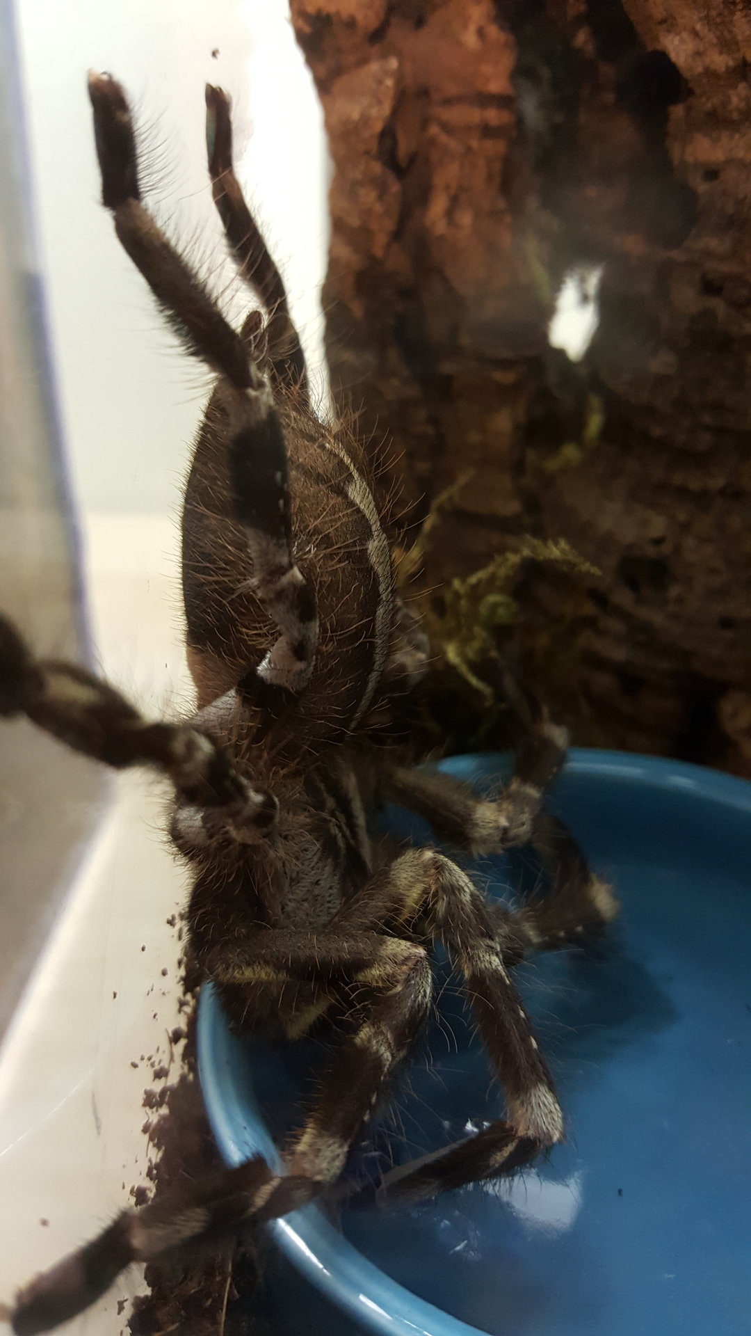 P. Regalis pic 1        #57